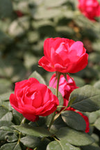 Oso Easy® Rose ‘Double Red’ PP (Rosa hybrid)