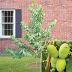 Paw Paw Tree Set (Asimina triloba)