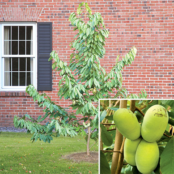Paw Paw Tree Set (Asimina triloba)