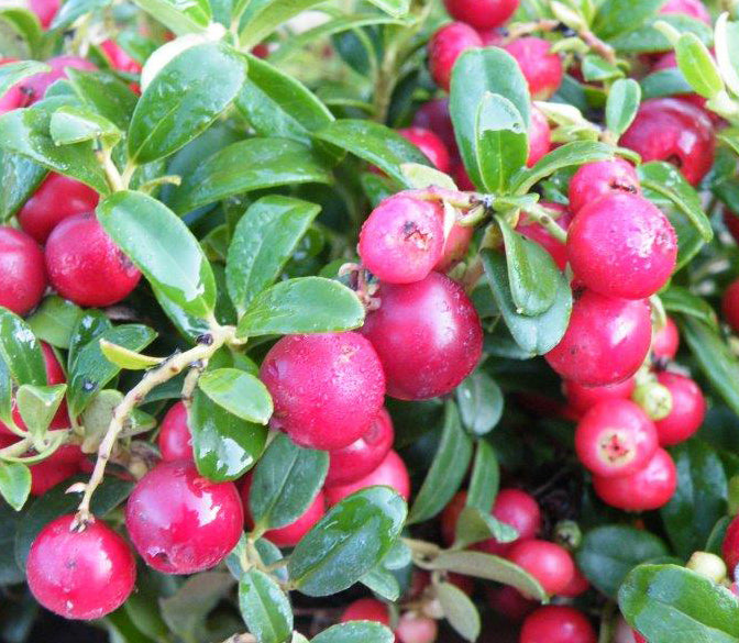 Lingonberry 'Red Sunset' PP (Vaccinium vitis-idaea)