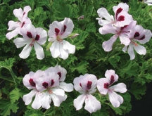 Geranium ‘Orange’ (Pelargonium hybrid)