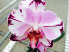 Phalaenopsis Orchid ‘Magic Art’ (Phalaenopsis hybrid)