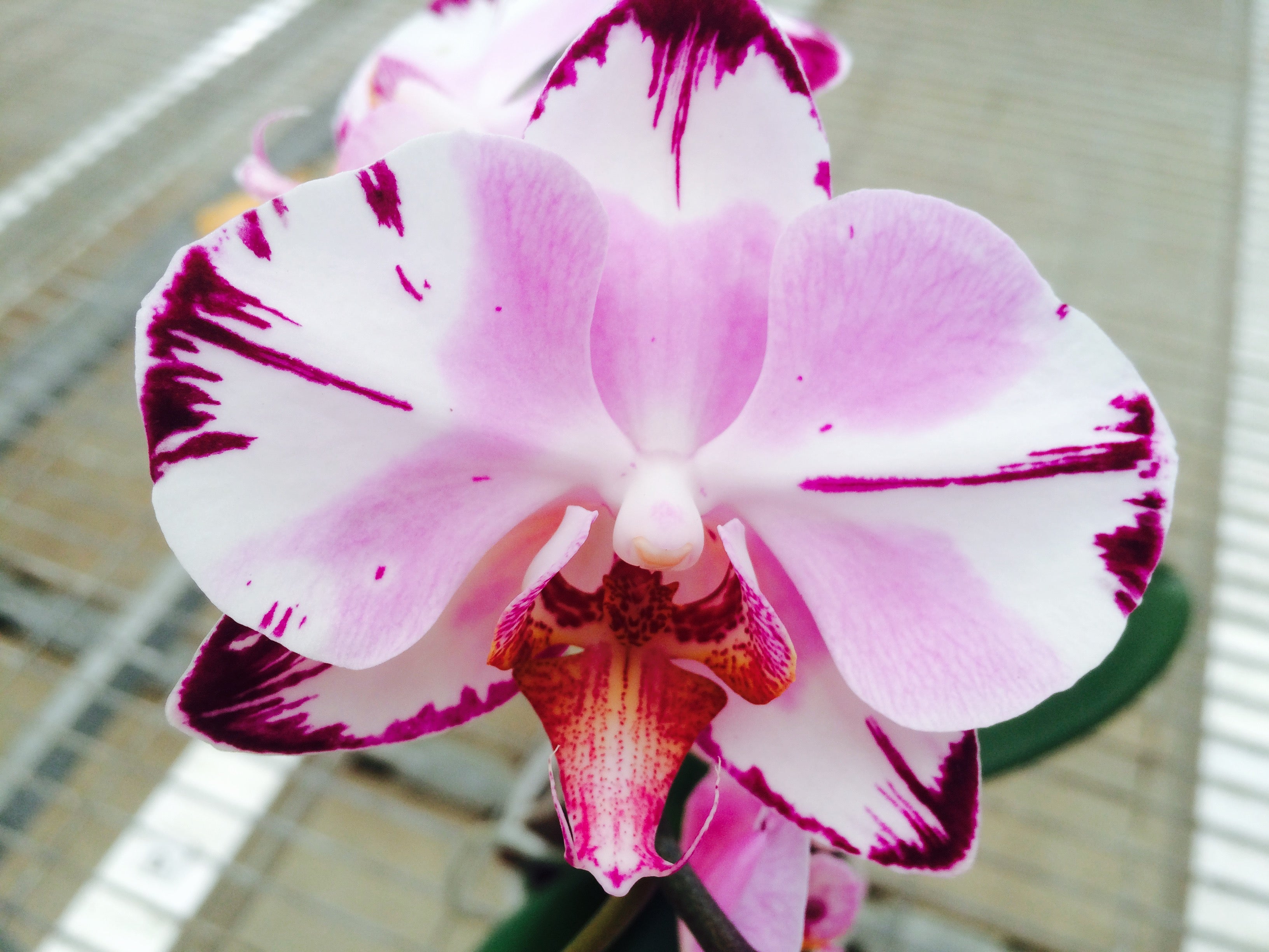 Phalaenopsis Orchid ‘Magic Art’ (Phalaenopsis hybrid)