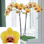 Phalaenopsis Orchid ‘Gaslamp Glow’ (Phalaenopsis hybrid)