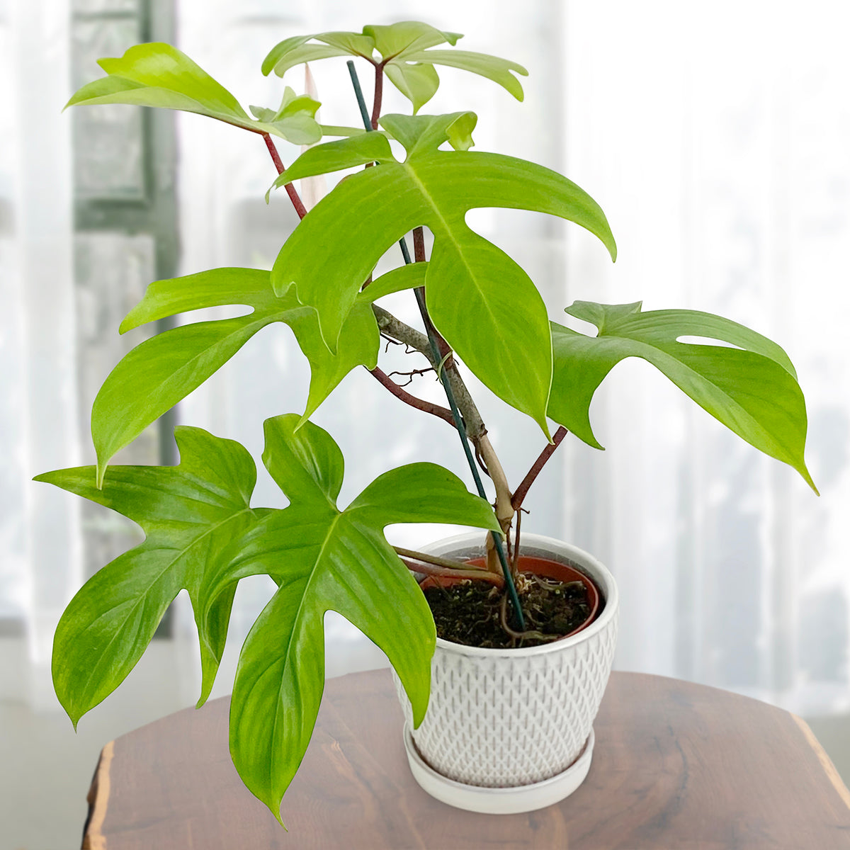 Philodendron ‘Florida Green’ (Philodendron hybrid)