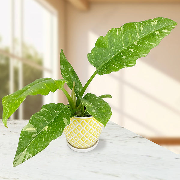 Philodendron 'Ring of Fire'