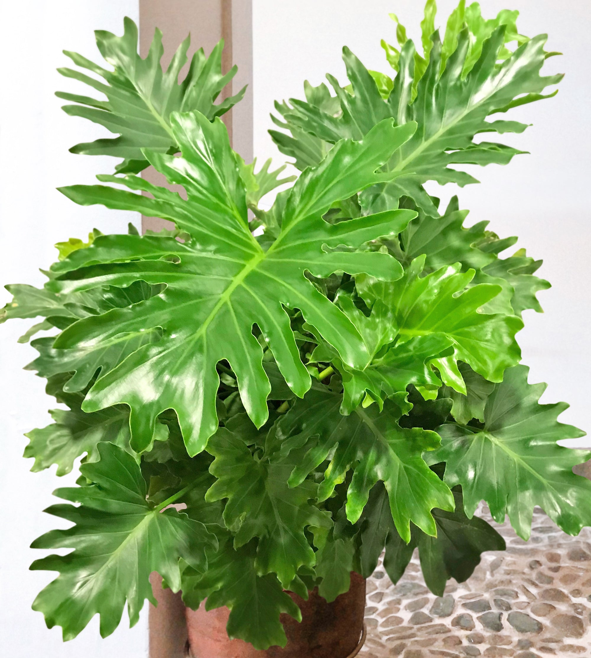 Philodendron ‘Shangri-La’ PPAF (Philodendron hybrid)