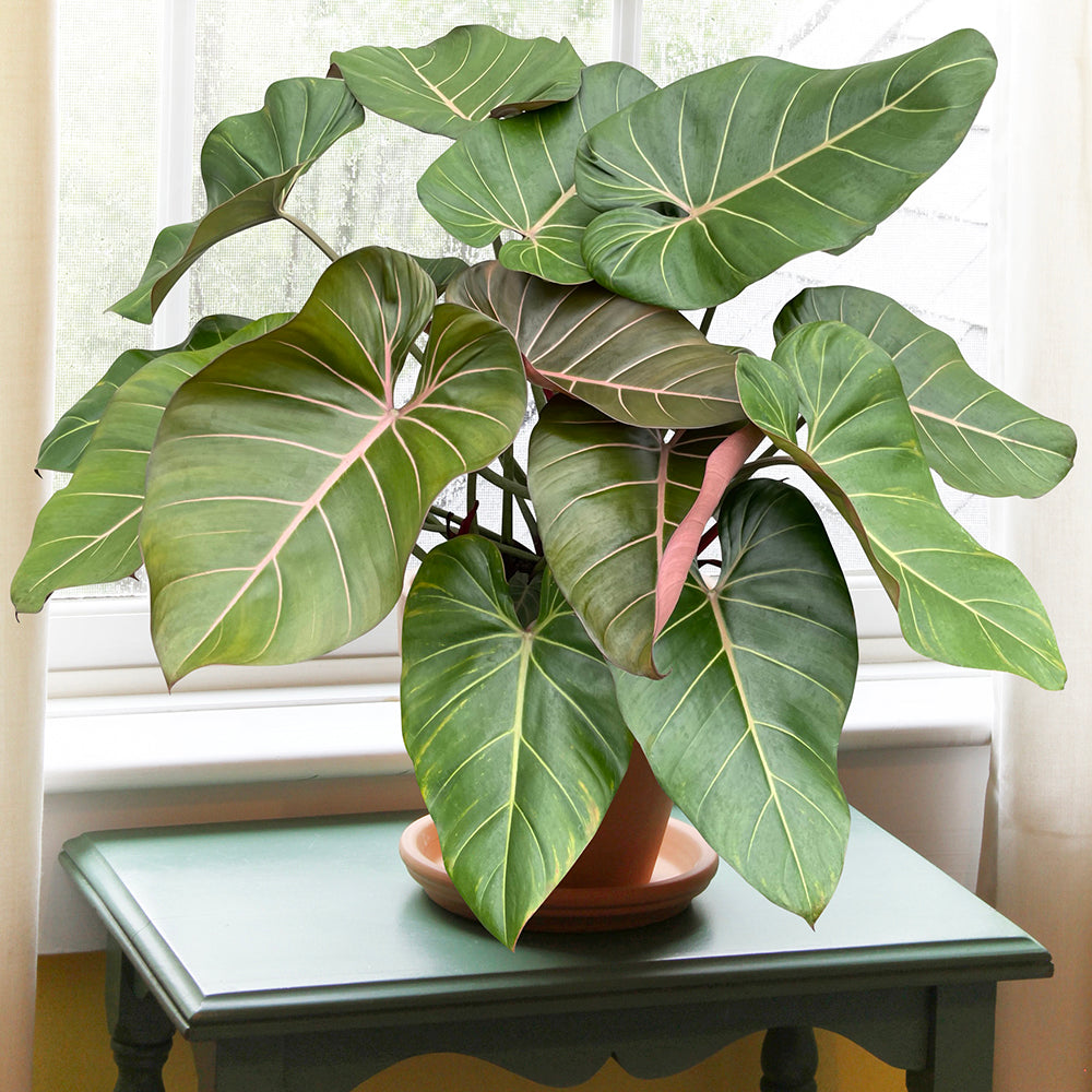 Philodendron ‘Summer Glory’ PP (Philodendron gloriosum x McColley hybrid)