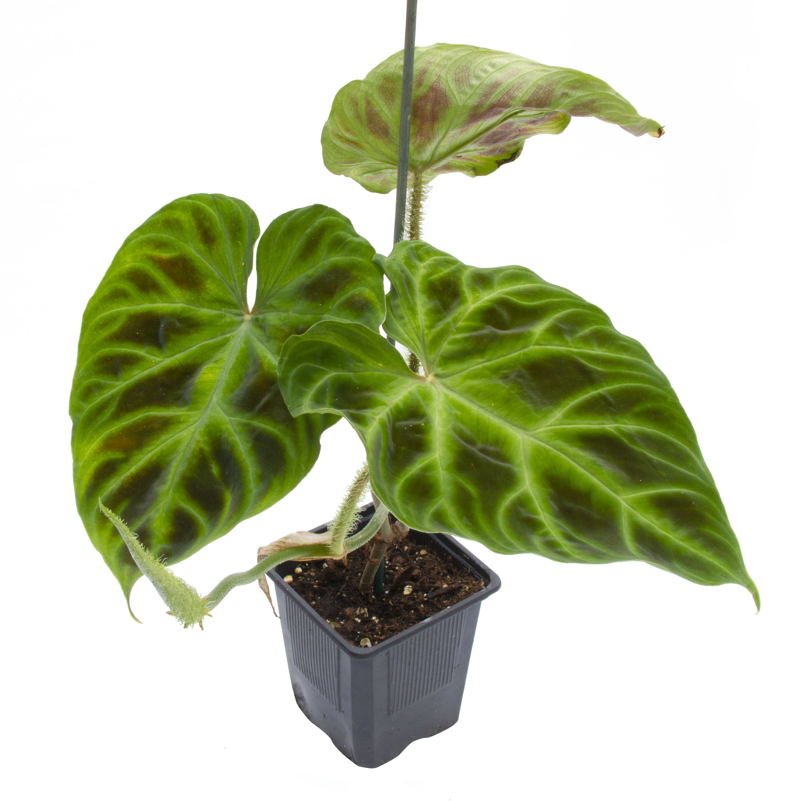 Ecuador Philodendron (Philodendron verrucosum)