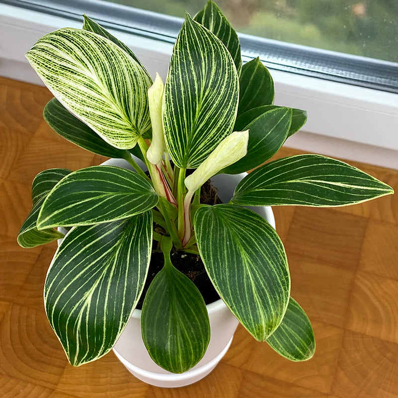 Philodendron ‘White Measure’