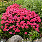 Phlox ‘Glamour Girl’ PP (Phlox paniculata)