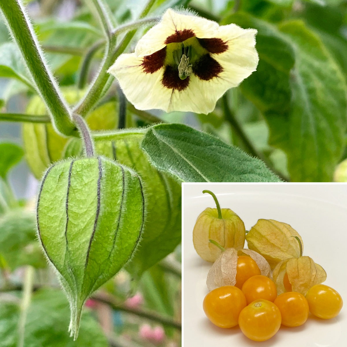 Goldenberry Plant (Physalis peruviana)