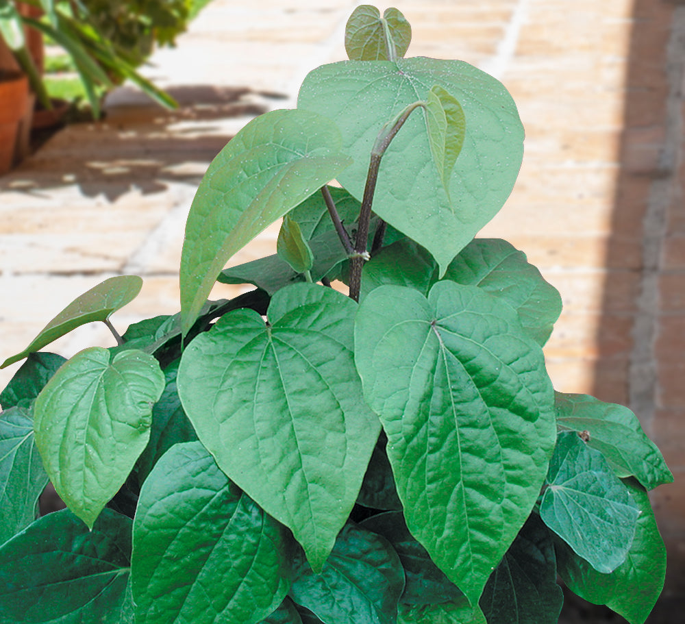 Betel Leaf (Piper betle)