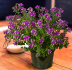 Sweet Pea Shrub ‘Petite Butterfly’ (Polygala fruticosa)