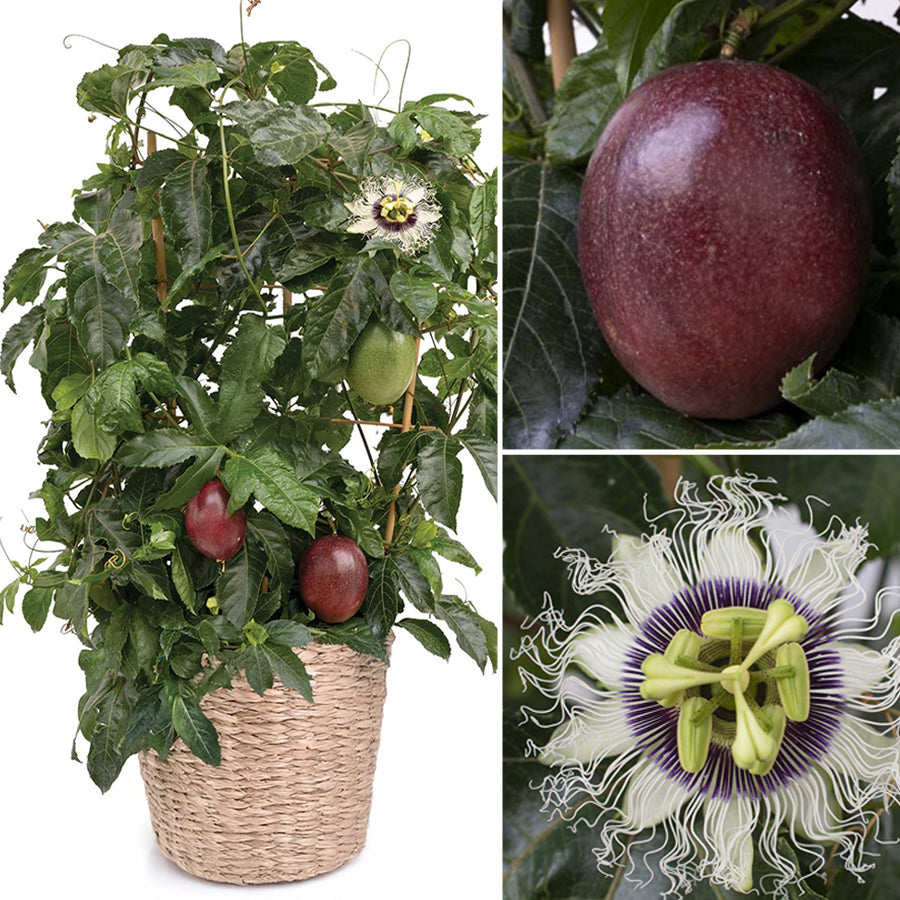 Poppin’ Passion™ Passion Fruit