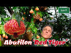 Abutilon 'Red Tiger' (Abutilon hybrid)
