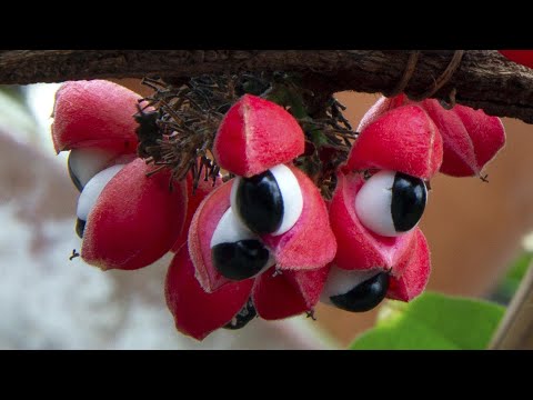Black Pepper Plant (Piper nigrum)