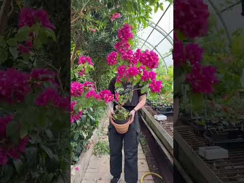 Bougainvillea ‘Vera Purple’ PP (Bougainvillea hybrid)