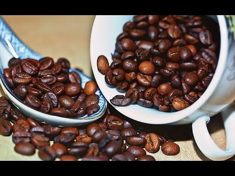 Coffee Plant (Coffea arabica)