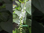 Fiddlewood (Citharexylum spinosum)