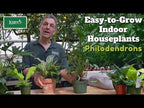 Philodendron ‘Birkin’ (Philodendron hybrid)