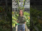 Anthurium 'Big Bill' (Anthurium hybrid)
