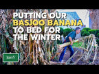 Hardy Banana Plant (Musa basjoo)