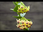 Hindu Rope Plant ‘Crispa’  (Hoya carnosa)