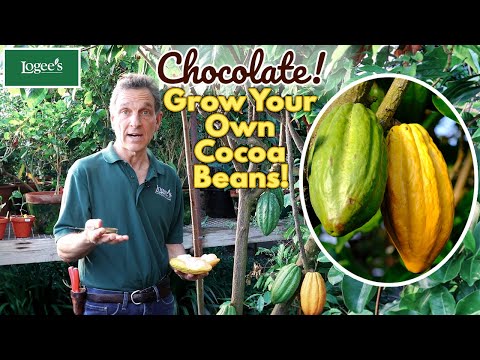 Cocoa Tree (Theobroma cacao 'Trinitario')