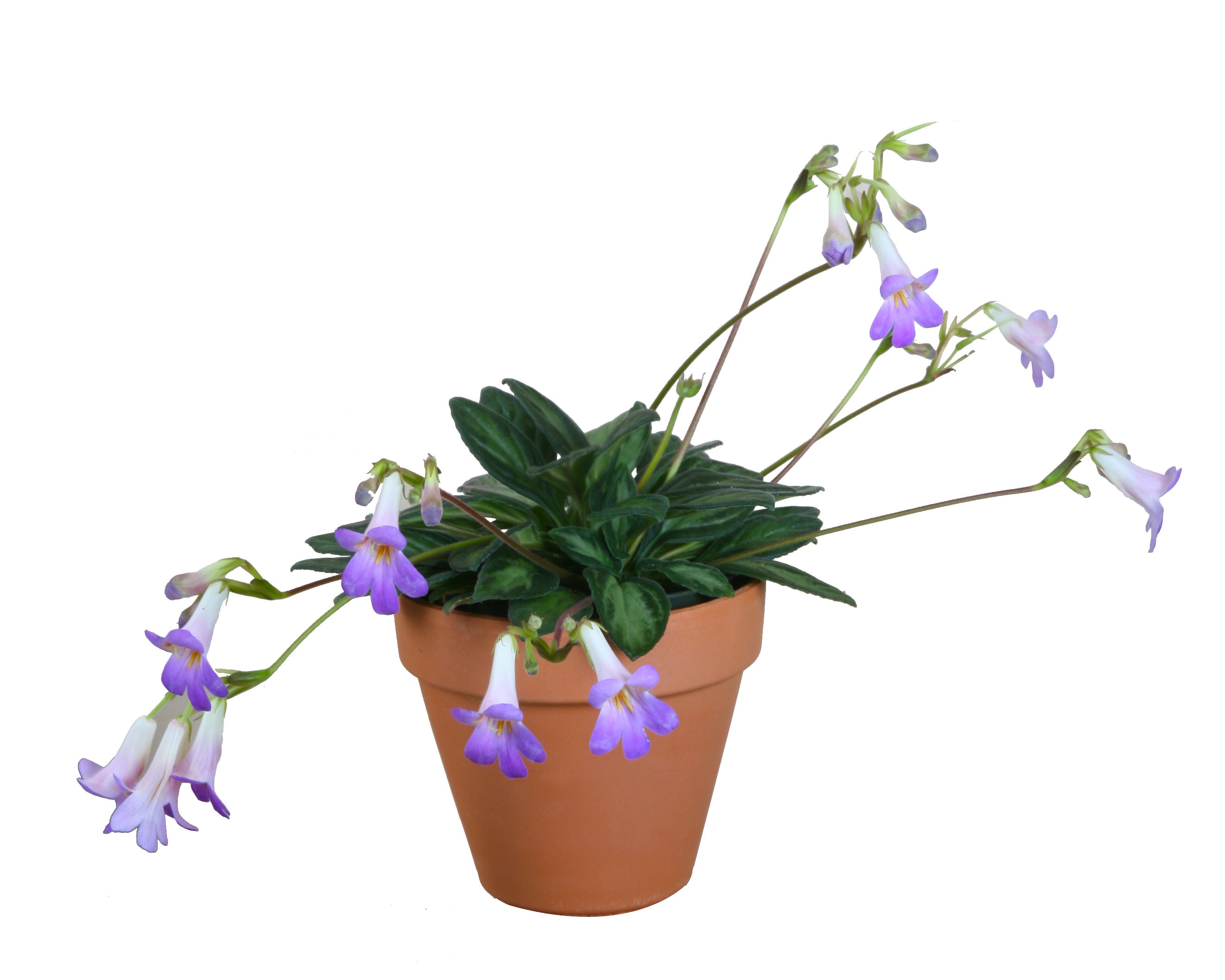 Primulina ‘Piccolo’ (Primulina hybrid)