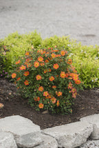 Oso Easy® Rose ‘Paprika’ PP (Rosa hybrid)