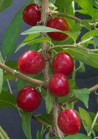 Bush Cherry Plant ‘Joel’ (Prunus japonica x Prunus jacquemontii)