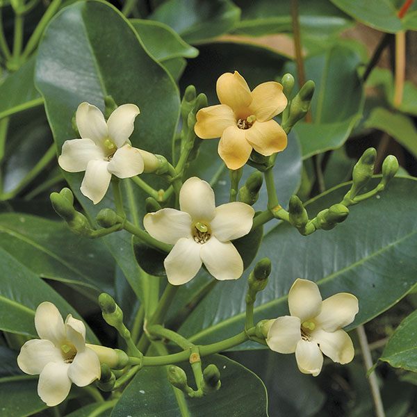 Pua Keni Keni (Fagraea berteroana)