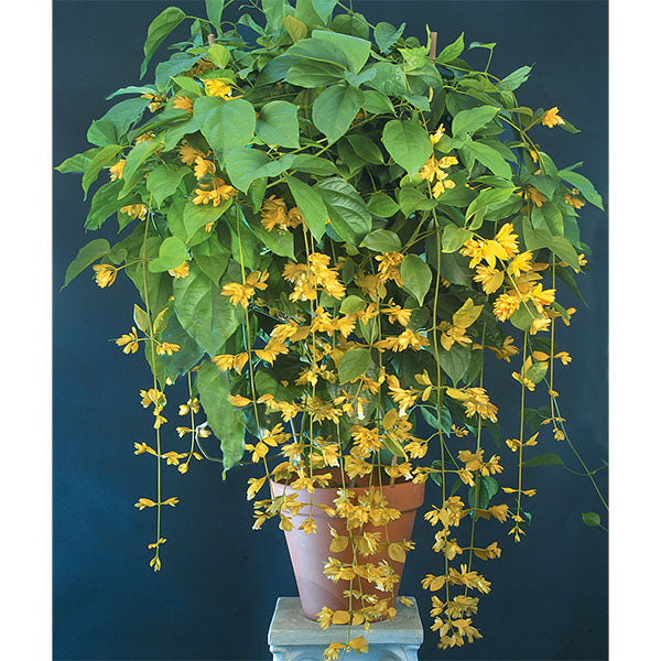 Nong Nooch Vine (Petraeovitex bambusetorum)