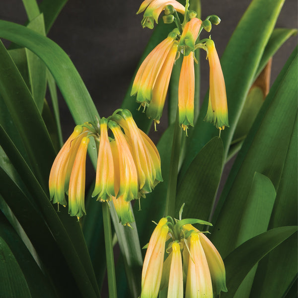 Major Garden’s Clivia (Clivia gardenii)