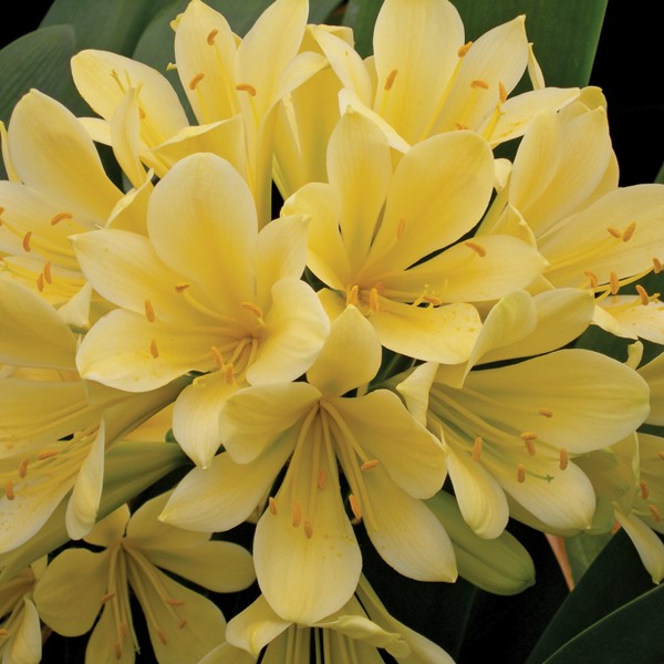 Fire Lily ‘Good Hope’ (Clivia miniata hybrid)