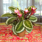 Holiday Peacock Plant (Calathea x “Holiday”)