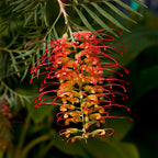 Grevillea ‘Robyn Gordon’ (Grevillea hybrid)