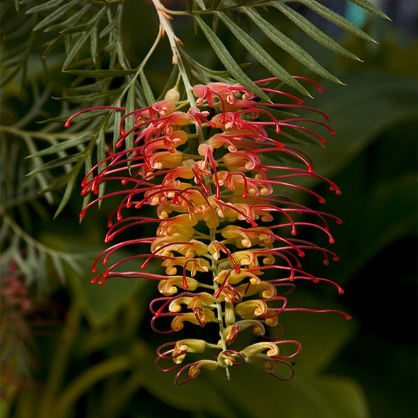 Grevillea ‘Robyn Gordon’ (Grevillea hybrid)