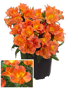 Princess Lily® ‘Amina’ PP (Alstroemeria hybrid)