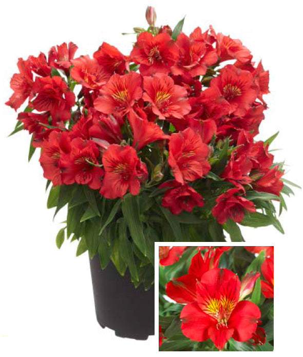 Princess Lily® ‘Kate’ PP (Alstroemeria hybrid)