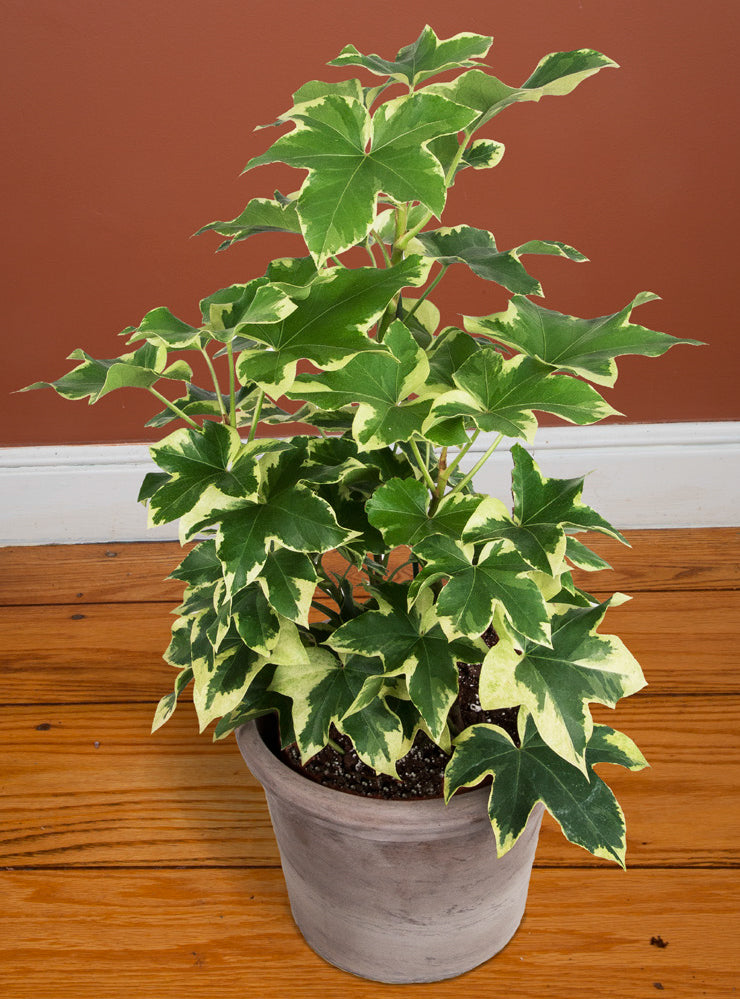 Variegated Tree Ivy (Fatshedera ‘Angyo Star’)