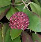 Showy Red Wax Plant (Hoya mindorensis)