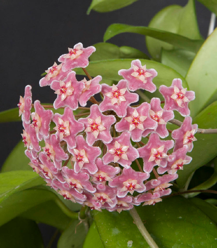 Hoya ‘Dee’s Big One’ (Hoya skinneriana)
