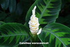 Calathea Warscewiczii (Calathea warscewiczii)