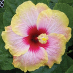 Hibiscus ‘Simple Pleasures’ (Hibiscus rosa-sinensis hybrid)