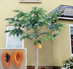 Papaya Tree Solo ‘Sunrise’ (Carica papaya)