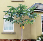 Papaya Tree Solo ‘Sunrise’ (Carica papaya)