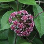 Hoya ‘Ban Ngong Ngoy’ (Hoya species)