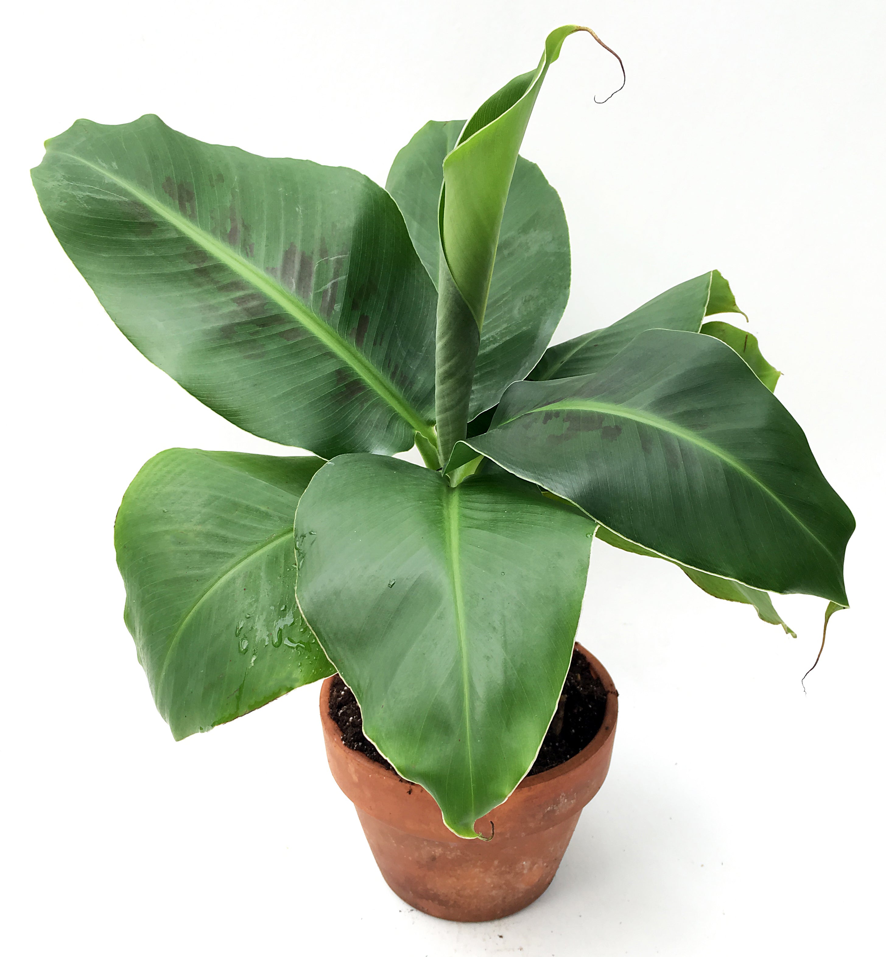 Banana Plant ‘Truly Tiny’ (Musa hybrid)